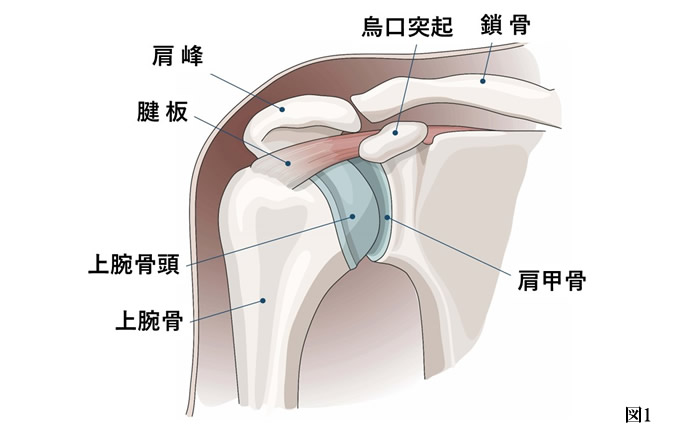 肩腱板損傷